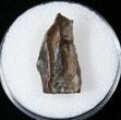 Triceratops Shed Tooth - Montana #16644-1